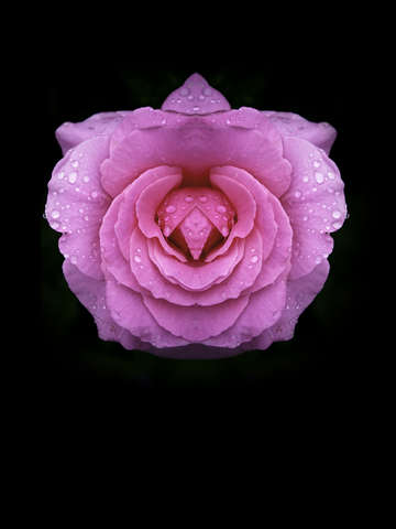 Delicate rose