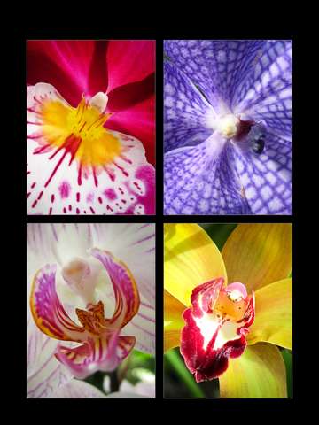 Orchid - 04