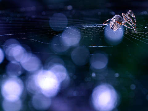 Spider and bokeh
