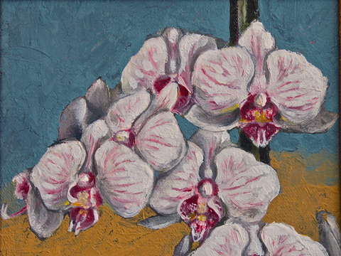 Phaleonopsis group 1