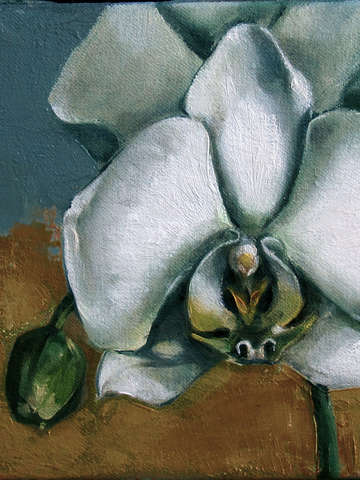 White phaleonopsis