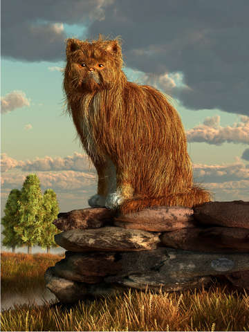 Shaggy cat
