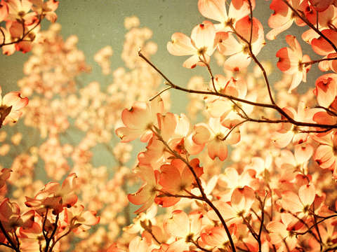 Vintage pink
