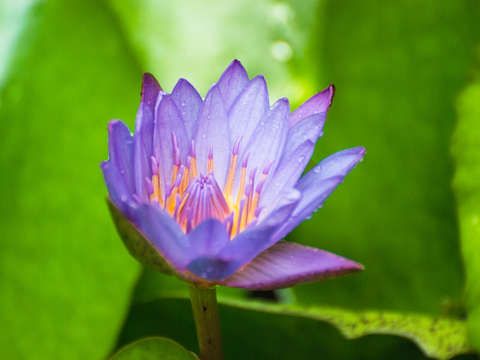 Blue Lotus