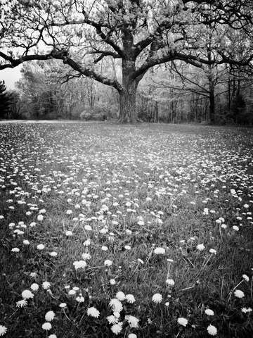 Giant burr oak in a field of dandelions