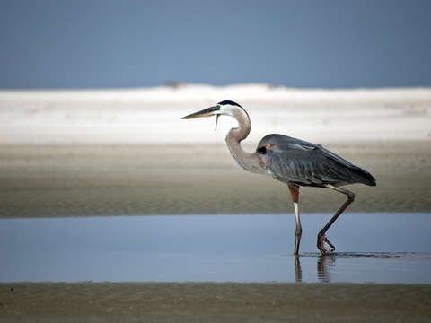 Great blue heron on sandy beach