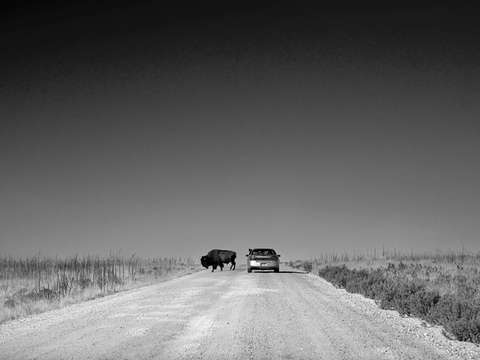 Buffalo tourist