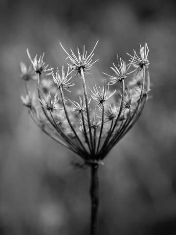Seeds