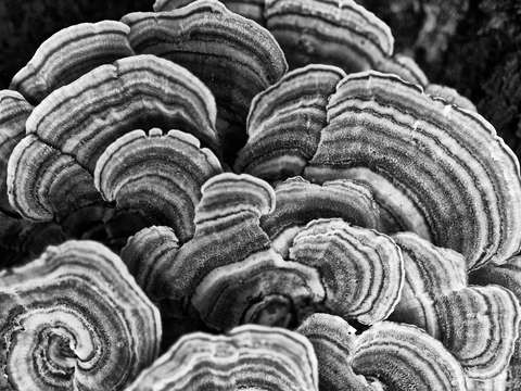Abstraction from Nature -- Tree Fungus
