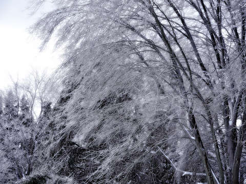 Ice Stormed