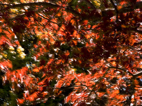 Spring wind
