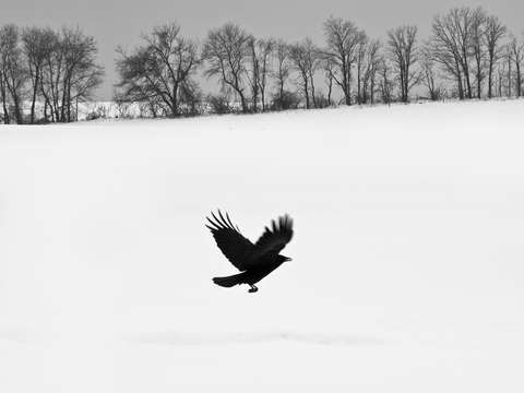 Blackbird / White Snow