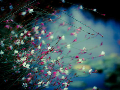 Monets dream