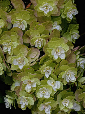 Hydrangea