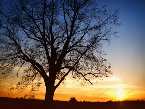 Bare tree at sunset