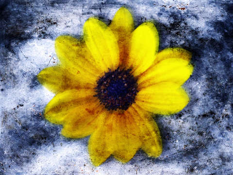 Yellow flower 2