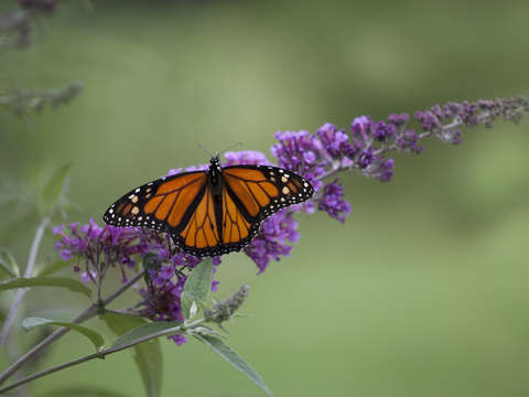 Butterfly bush