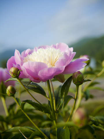 Peonie Rose