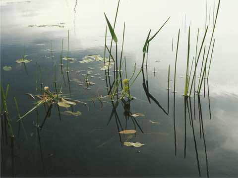 Water and weeds