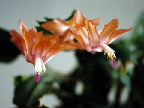 Christmas cactus