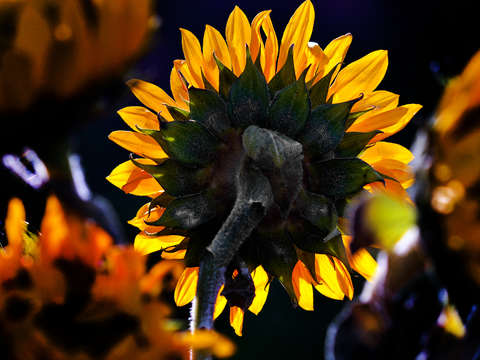 Backlit sunflower