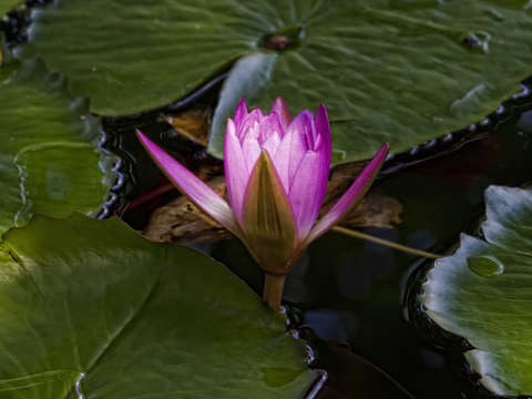 Water Lily