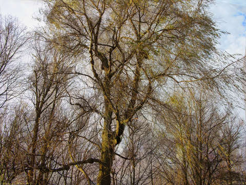 November willow d