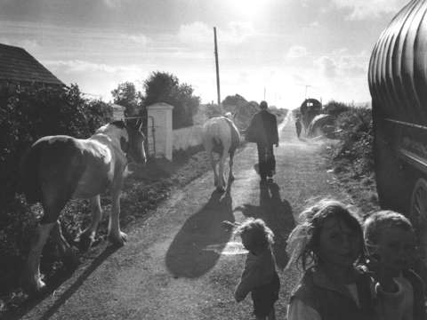 The Horses