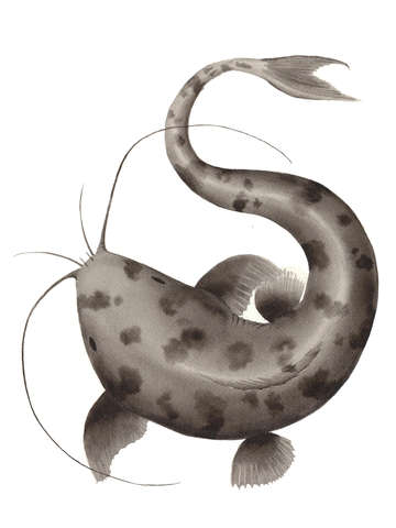 Catfish 3