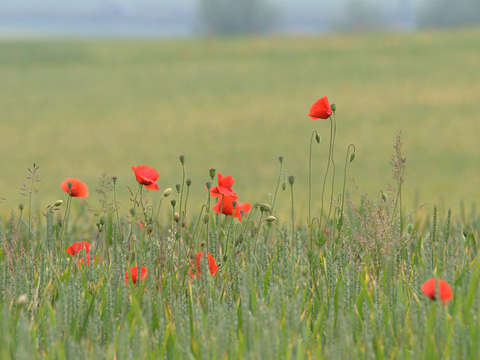 Summer field