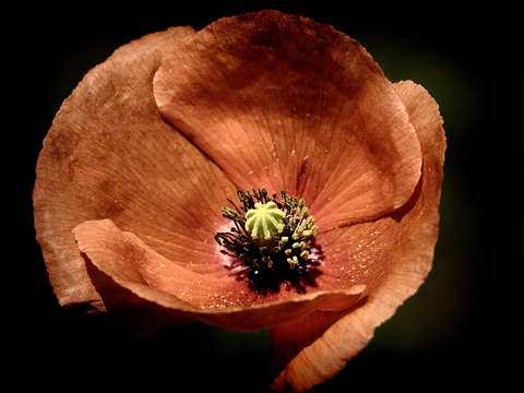 Poppy elegance