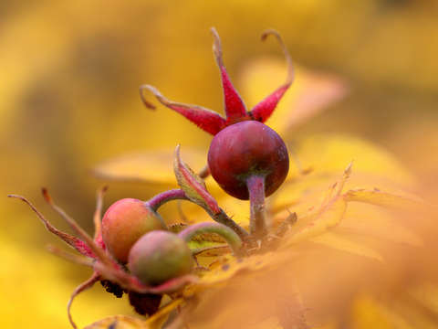Rose hip