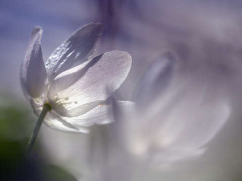 White dreams