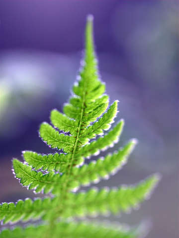 Forest colors