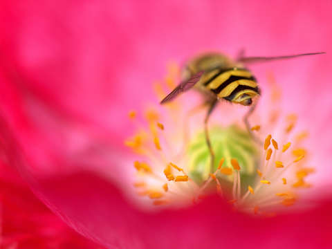 Nectar party