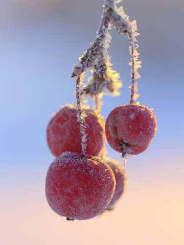 Frosty apples