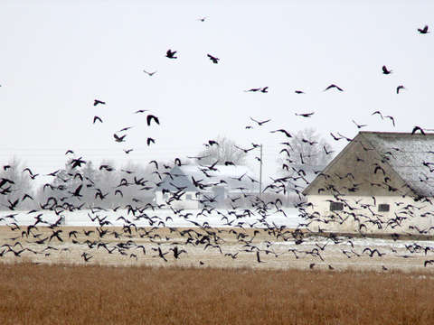 Winter field