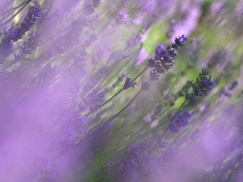 Lush lavender
