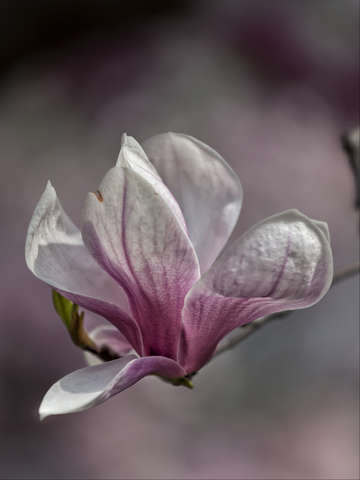 Magnolia blossom