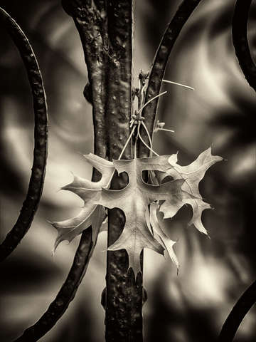 Leaves and wrought iron
