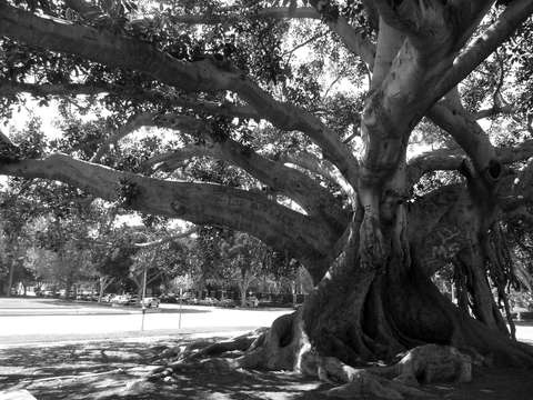 Moreton bay fig tree beverly hills ca