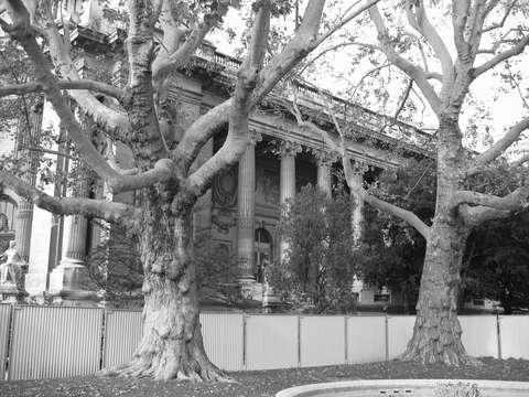 Plane tree grand palais paris france