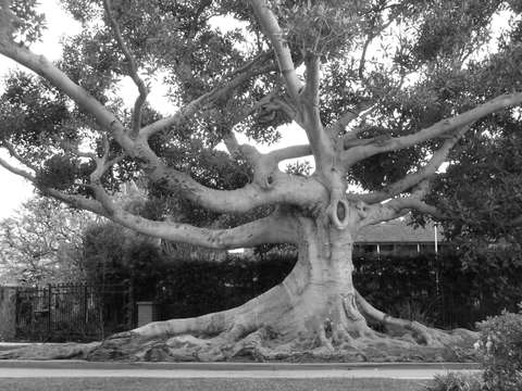 Moreton Bay Fig Tree, La Mesa, Santa Monica, CA