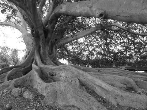 Moreton bay fig tree santa barbara ca