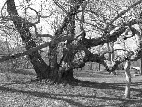 Oak tree brooklyn botanic gardens brooklyn ny