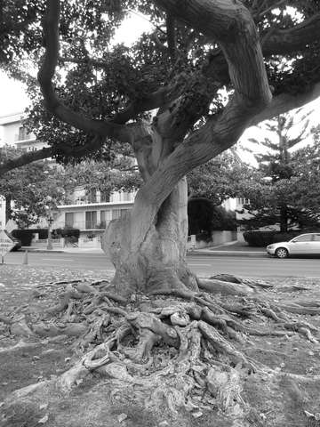 Erythrina Caffra, San Vicente, Santa Monica, CA