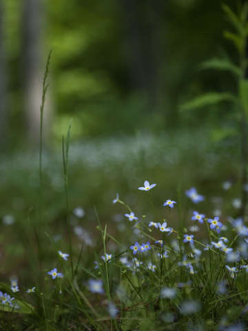 Blue in green