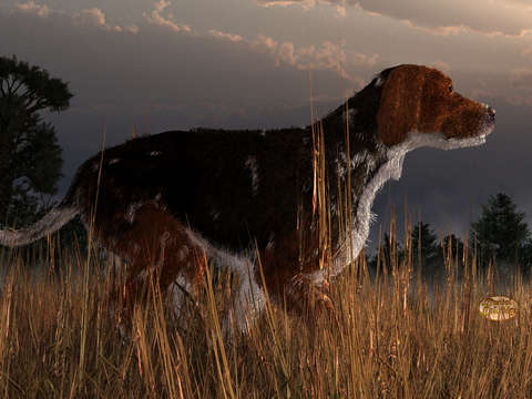 Old hunting dog