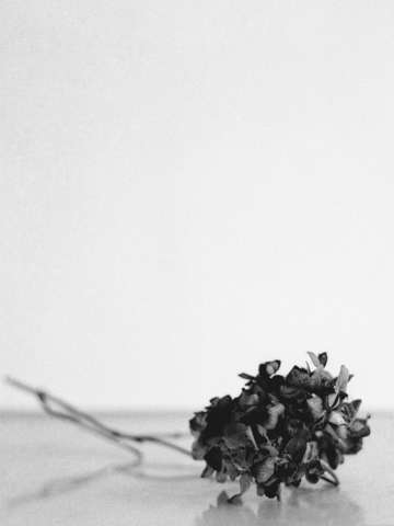 Hydrangea still life