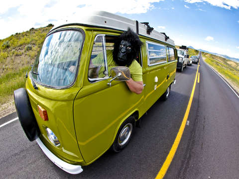 Gorilla in traffic